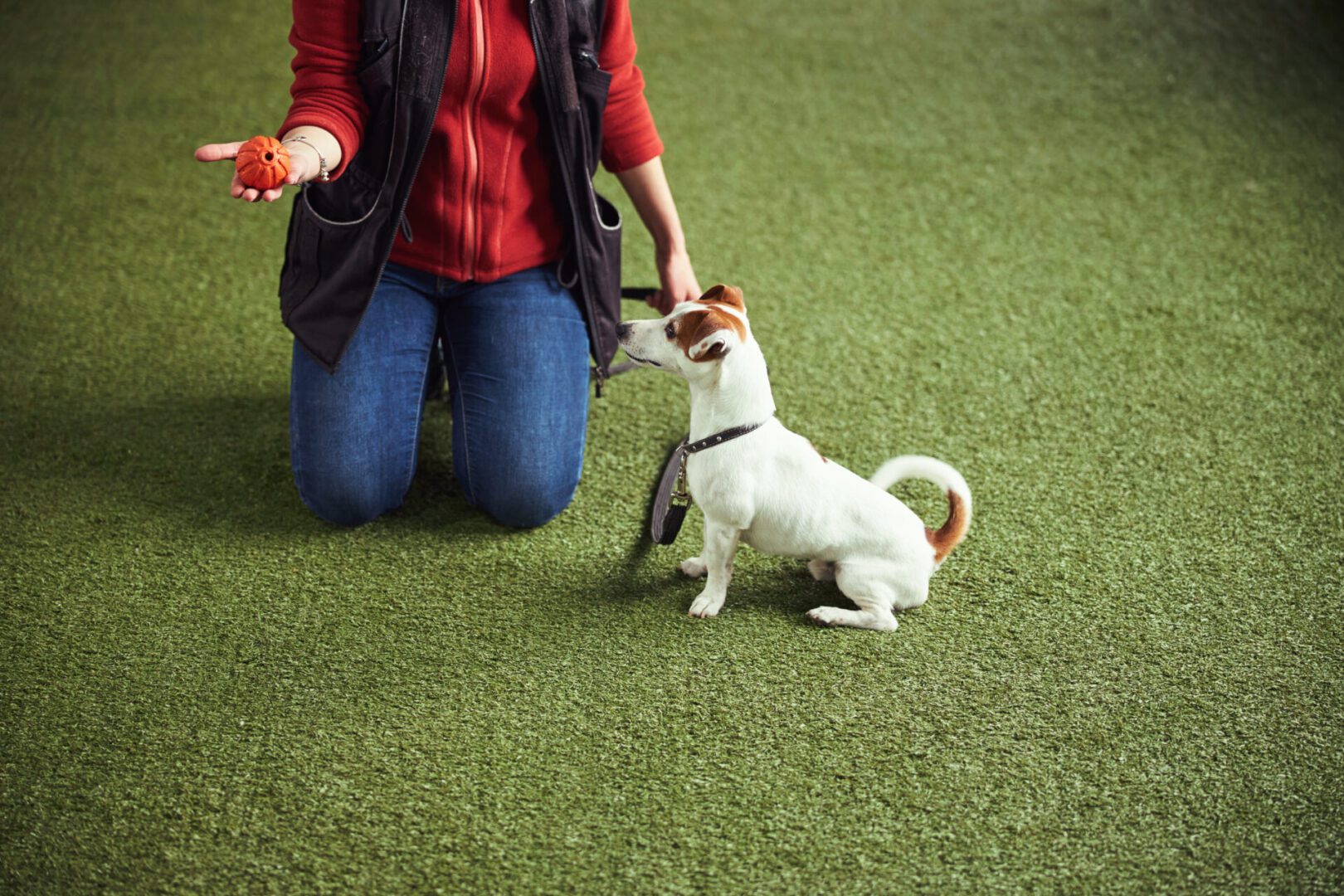 Person training dog with treats outdoors.