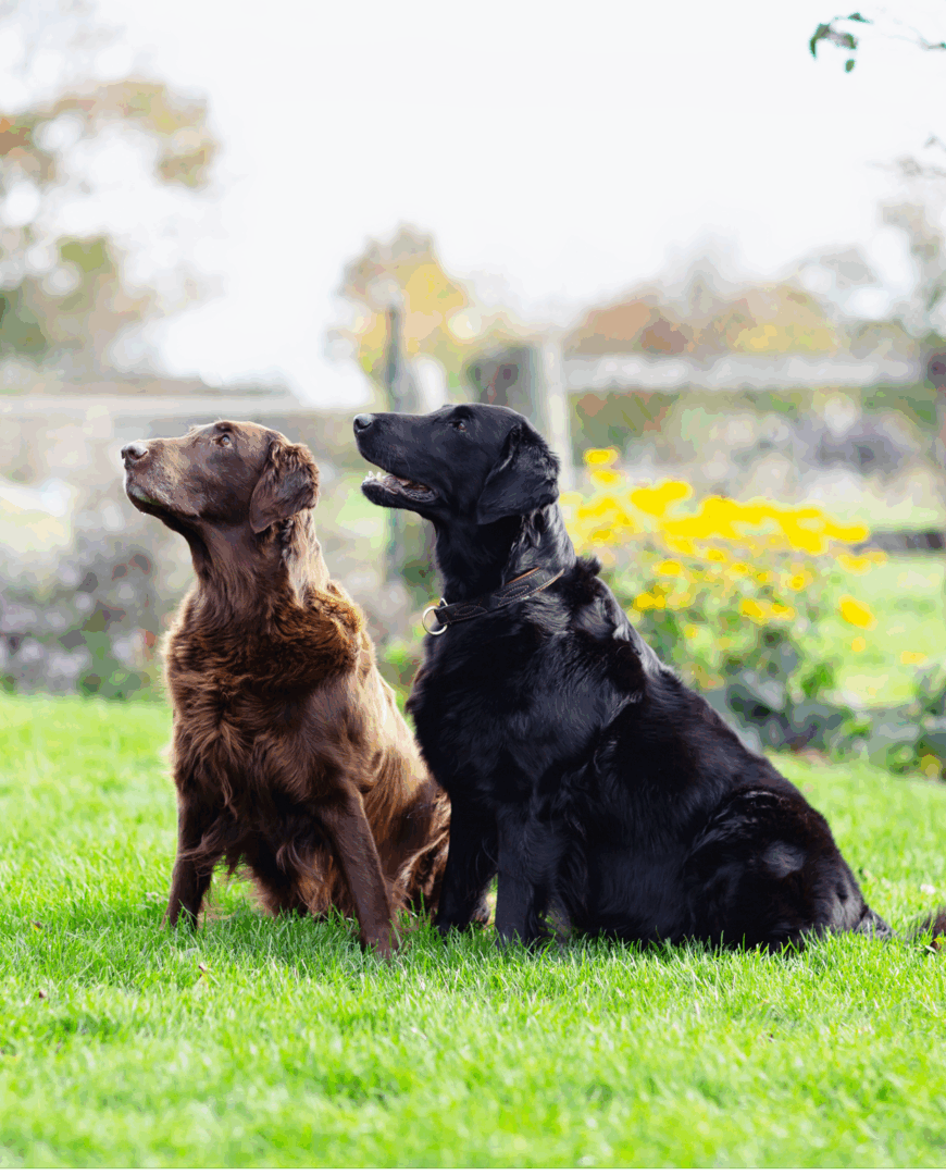 Two dogs sitting on green grass.