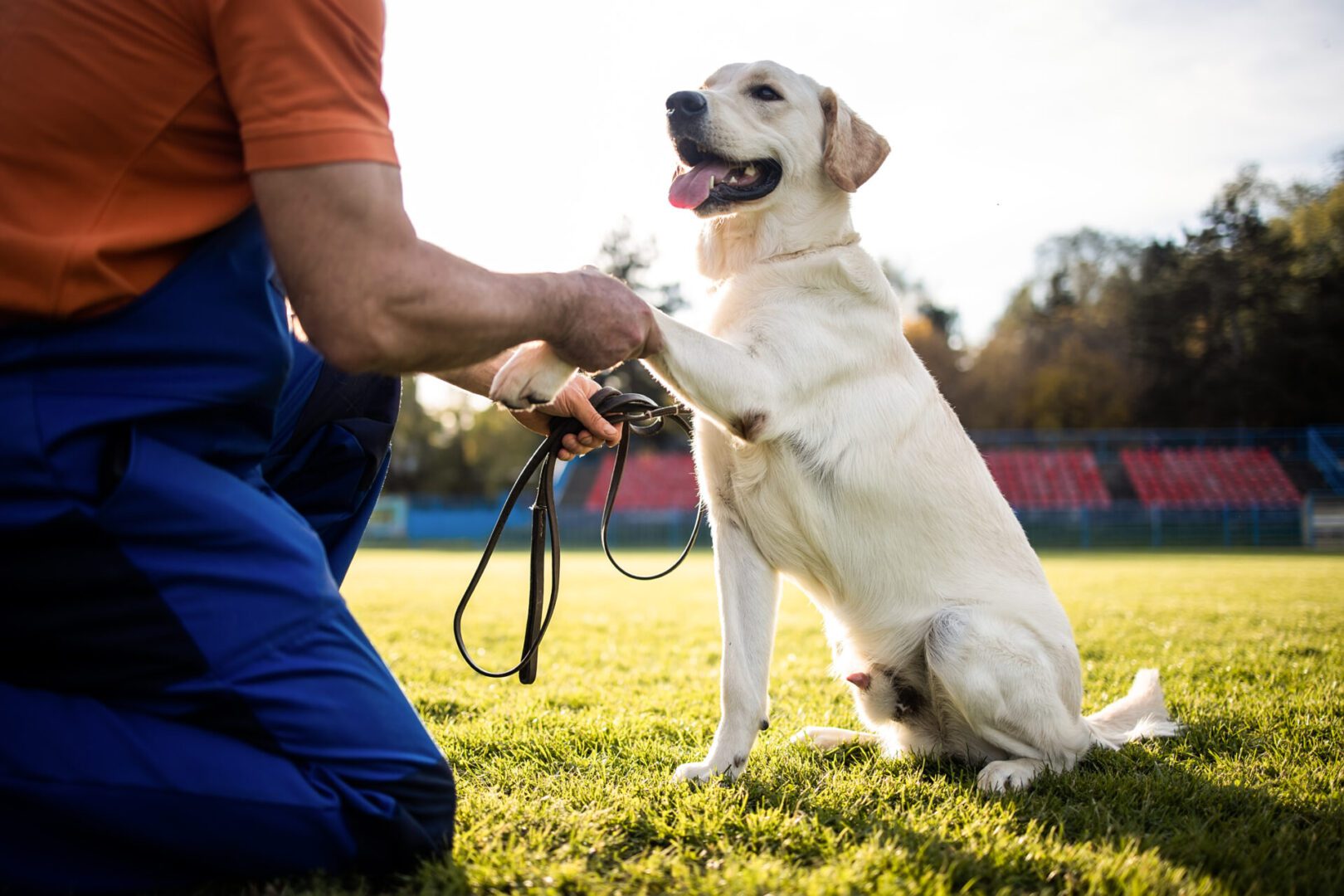 Dog shaking hands with person outdoors.