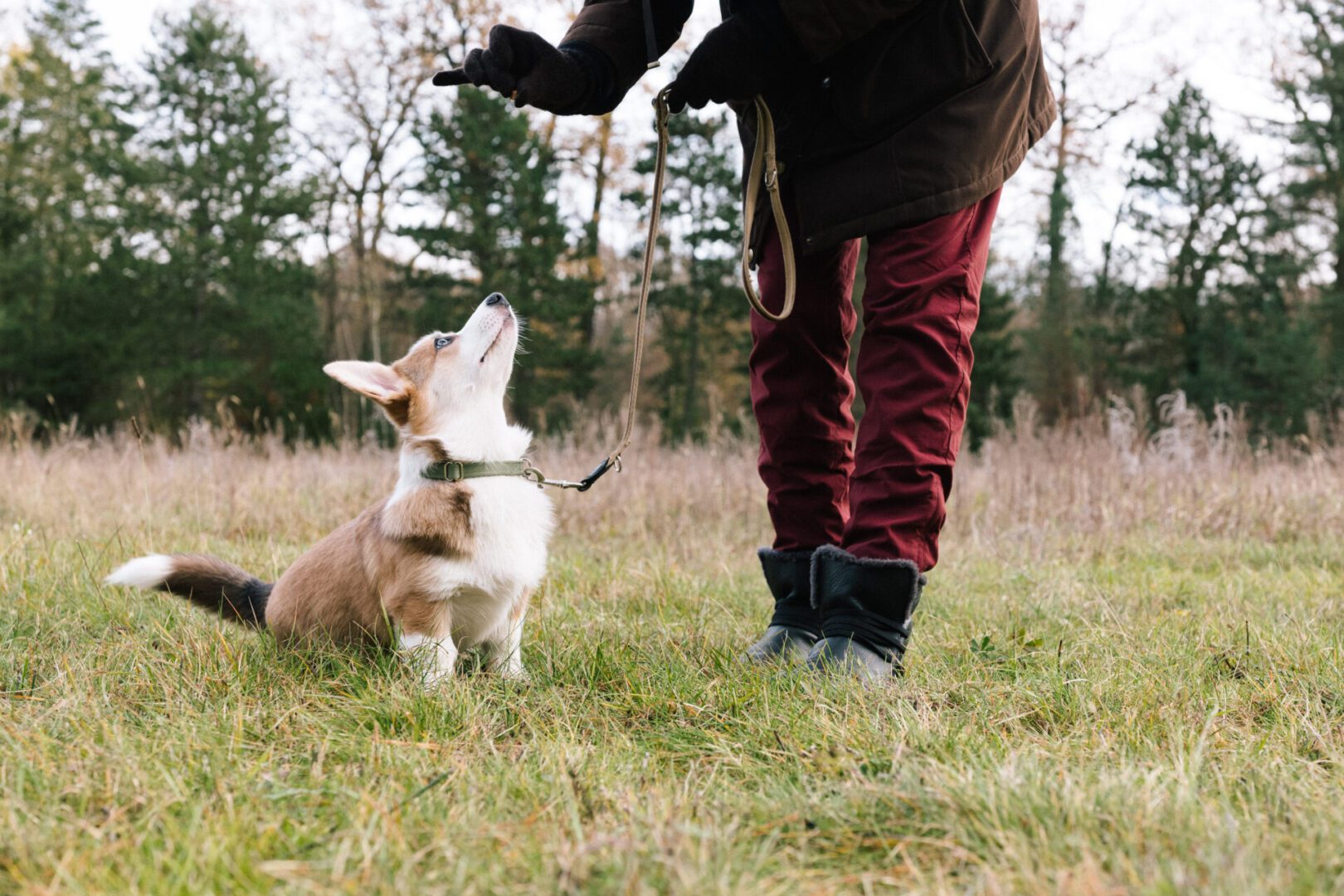 Dog sitting attentively beside a person outdoors.