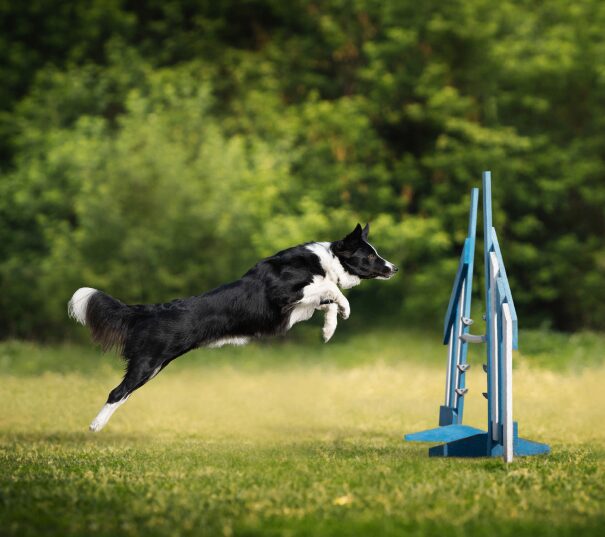 Dog jumping over agility hurdle outdoors.