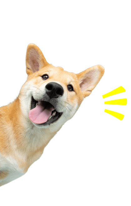 Happy dog with yellow lines on black.