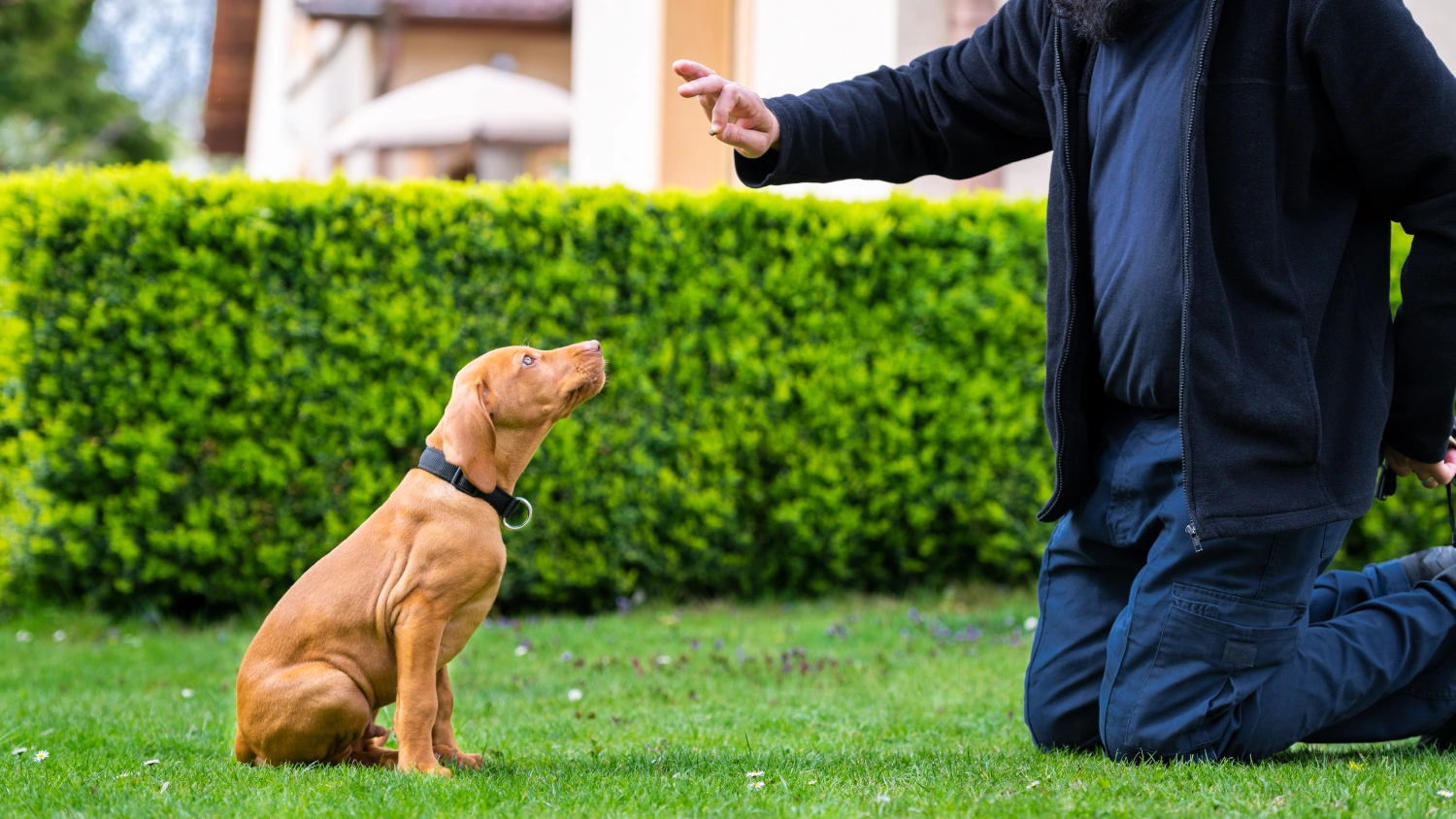 A dog attentively sitting while a person gives a command outdoors.
